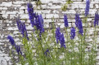 Aconitum napellus - group of flowering stems growing in front of stone wall. June. Summer. 