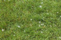 Poa pratensis - Kentucky Bluegrass lawn with hail pellets in summer.