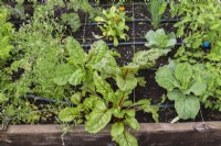 Herb and vegetable plants growing in wooden frames in organic garden in summer.