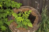 Fraxinus - Ash tree growing in cavity of old deciduous tree stump in summer.