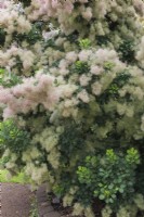 Cotinus obovatus - Smoke Tree in summer.