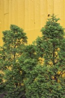 Thuja occidentalis - White Cedar trees in spring.