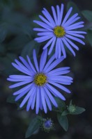 Aster x frikartii 'Monch' - Aster 'Monch'