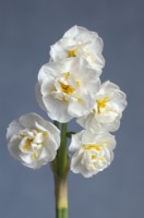 Narcissus 'Bridal Crown' - Double daffodil