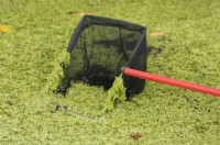 Removing algae with a net from the surface of a small domestic pond 