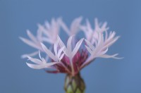 Centaurea Tini's Pink 'TP2022' - Perennial cornflower