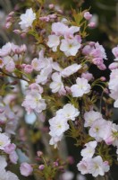 Prunus 'Amanogawa' - Cherry 'Amanogawa' 
