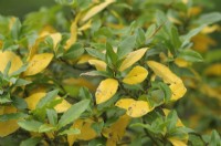 Laurus nobilis - Bay laurel - with yellowing leaves due to overwatering or disease 