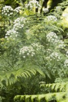 Oenanthe crocata . Poisonous native plant commonly known as Hemlock Water-Dropwort, cowbane, wild carrot, snakeweed, poison parsnip, false parsley, children's bane, and death-of-man. June. Summer.