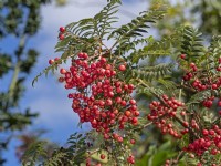 Sorbus reducta autumn berries early September