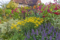 View of Rudbeckia fulgida 'Goldsturm' flowering with Agastache 'Blue Fortune' in a mixed flower border in late Summer - September
