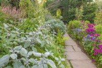 View of borders either side of a flagstone path with Plectranthus argentatus in late Summer - September