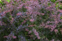 Berberis thunbergii 'Rose Glow' - Japanese Barberry shrub in summer.