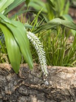 Dendrochilum glumaceum, spring March