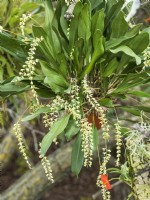 Dendrochilum uncatum, spring March