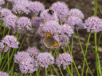 Allium senescens and Meadow Brown Butterfly  September Autumn