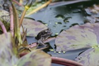Rana temporaria- Common Frog. In pond holding onto stem of Water lily leaf. June. Summer.