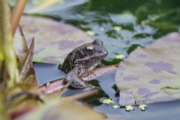 Rana temporaria- Common Frog. In pond holding onto stem of Water lily leaf. June. Summer