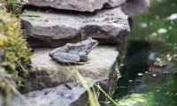 Rana temporaria- Common Frog, sitting on stone at edge of pond. June. Summer.