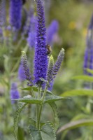 Veronica longifolia 'Blue Shades'. Flowering stem with bee. August. summer.