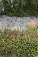 Mixed perennials dominated by Persicarias with Calamagrostis x acutiflora 'Overdam'. Stone wall behind. August
