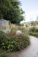 Mixed perennials dominated by Persicarias with Calamagrostis x acutiflora 'Overdam'. White gravel path. August