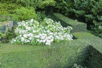 Border of Hydrangea 'Lanarth White' contained by clipped hedges of Taxus baccata. September. Image taken with drone. 