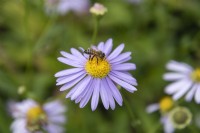 Aster Spectablis, showy aster
Bee pollinating