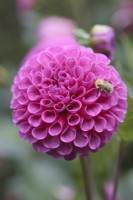 Bee on Dahlia 'Addison June'