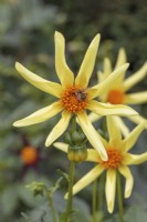 Bee on Dahlia 'Honka Yellow'