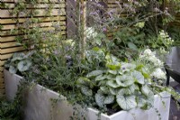 Raised bed with perennials such as Verbena bonariensis and Brunnera 'Alexandra's Great'