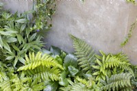 Bed at the base of a stone raised bed containing green foliage plants such as ferns - Polystichum setiferum herrenhausen