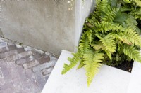 Brick and stone patio surfaces with fern growing in border edge by raised bed