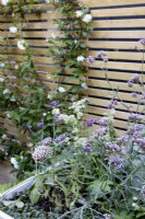 Corner of a raised bed planted with Verbena bonariensis and Astrantia. In the background, a contemporary wood boundary fence supports Trachelospermum jasminoides