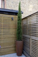 Tall container with columnar conifer, planted in the corner of a garden with a contemporary wood fence