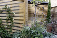 Raised bed with a young tree, underplanted with Verbena bonariensis and other perennials, set against a contemporary wood fence