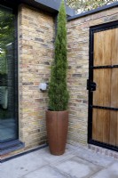 Tall container with columnar conifer fits in the corner of a modern patio    