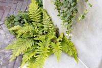 Small bed at base of a raised bed and paving, planted with ferns - Polystichum setiferum herrenhausen
