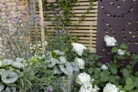 Raised bed of Brunnera 'Alexandra's Great', Verbena bonariensis and other perennials, next to contemporary wood boundary fence with metal screen and a white-flowered hydrangea