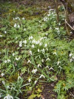 Galanthus nivalis, spring March
