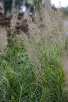 Calamagrostis brachytricha, diamond grass