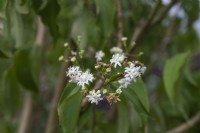 Tetradium daniellii, bee-bee tree