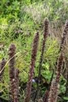 Liatris spicata, prairie feather seed heads