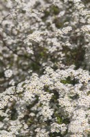 Blooming Spiraea arguta - Garland spiraea