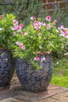 Lathyrus odoratus var. napellus 'Pink Cupid' in small blue and white containers with erigeron karvinskianus