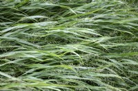 Hakonechloa macra hakone grass