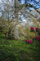 Primroses beneath trees in woodland garden at Caerhays Castle in Cornwall, in early spring