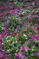 Rhododendron petals fallen from tree and carpeting the ground with primroses, in early spring