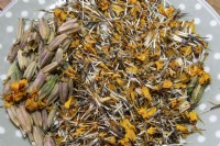 Tagetes patula 'Nana petite Marietta' marigold seeds left to dry on a windowsill. 