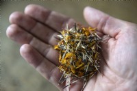 Tagetes patula 'Nana petite Marietta' marigold seeds left to dry cupped in a hand